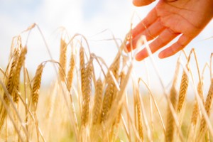 Hand touching wheat ears