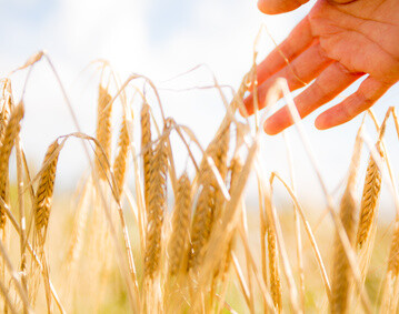 L’agriculture à SAUBENS