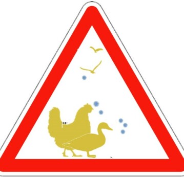 VIGILANCE SANITAIRE : Influenza aviaire