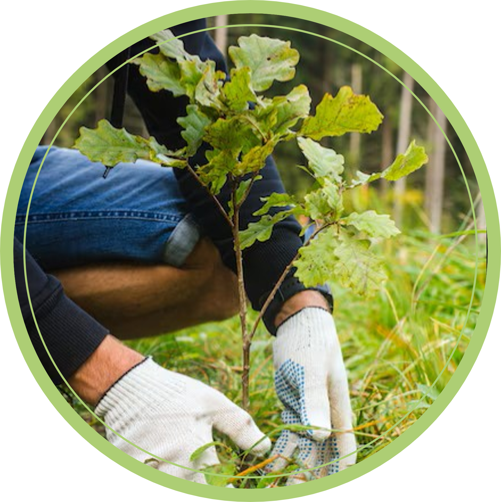 PROJET : "Un arbre, une forêt"